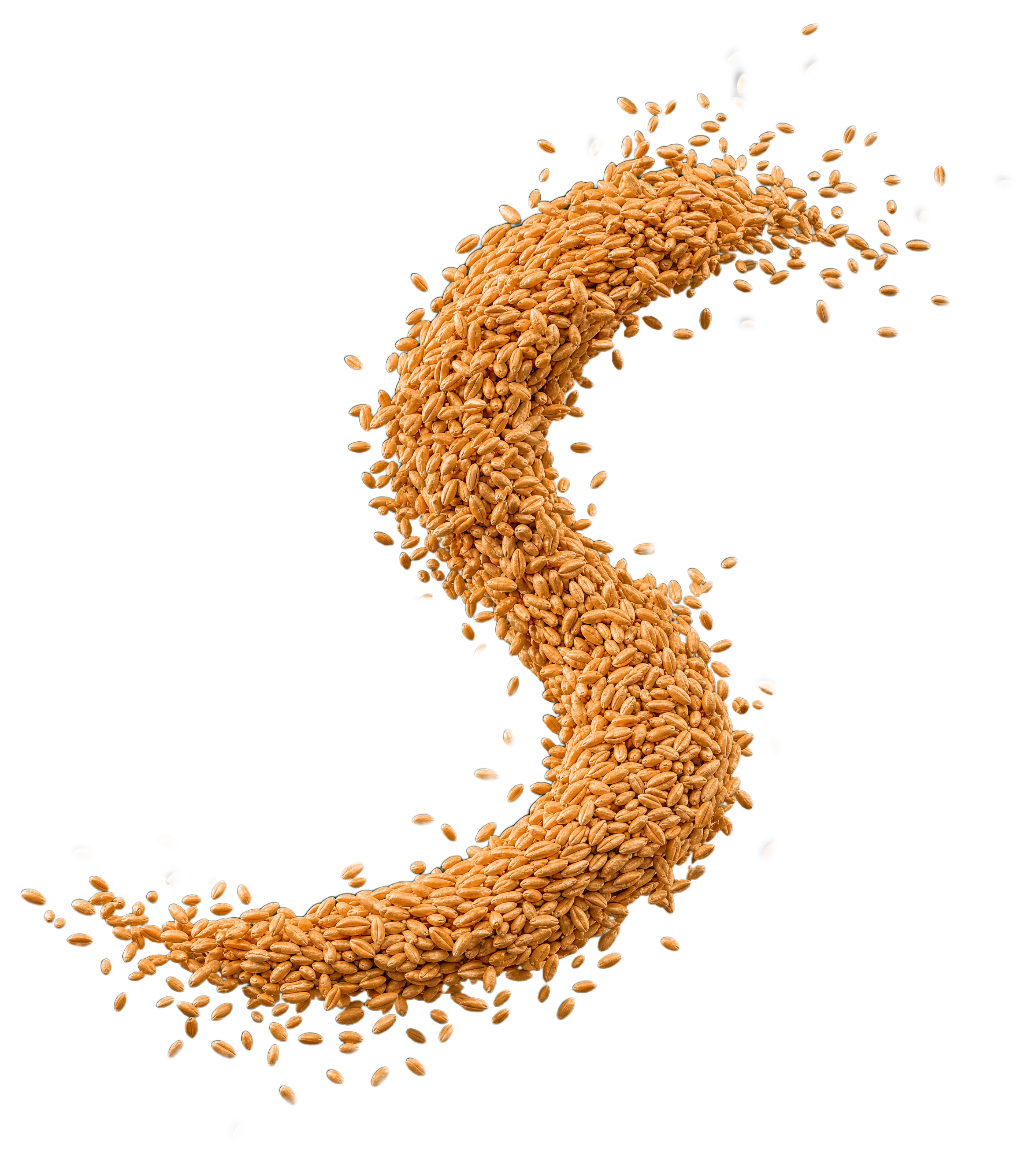 Strumień ziarna pszenżyta — surowiec operacji GrainTrust